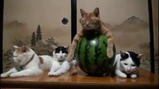 😂😂 ХИТ !!! ОЧЕНЬ КРУТЫЕ КОТЫ 😂😂 ПРИКОЛЫ с КОШКАМИ :) 😂😂 ХИТ !!! ОЧЕНЬ КРУТЫЕ КОТЫ 😂😂 ПРИКОЛЫ с КОШКАМИ :)