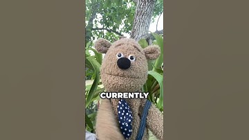 Day:65! of me shouting out MrBeast until I get 10k Subscribers  #comment #puppet #fup #mrbeast #10k