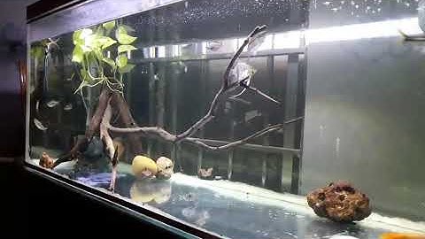 hồ cá thần tiên đẹp nhẹ nhàng thư giản