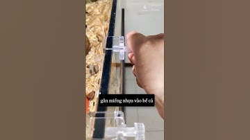 Bể Cá Úp Ngược Độc Lạ Tạo Điểm Nhấn Riêng Cho Hồ Cá Của Bạn #becathuysinh #beca #thuysinh