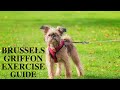 Brussels Griffon Exercise [Needs and Ideas] の動画、YouTube動画。