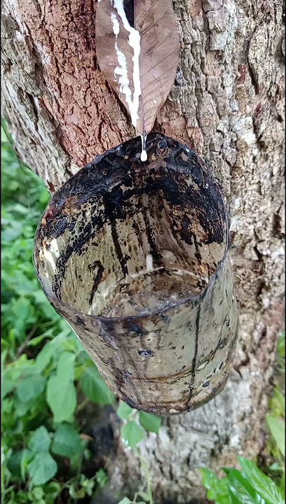 Download lagu langsung ngucur setelah macet #getahkaret #getahmalaysia