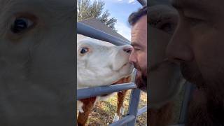 Cow Kisses