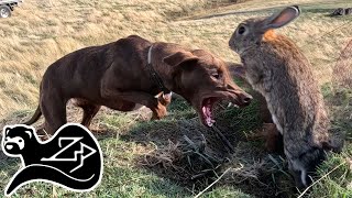 Zeus Polecat Ferreting Channel Trailer