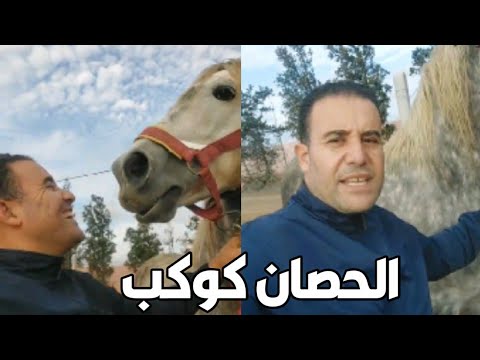 الحصان كوكب عود مليح مع محمد زين الدين