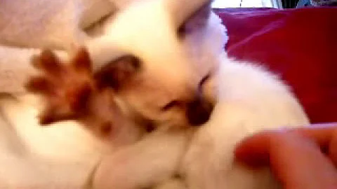 Watch the video about ADORABLE Siamese Chocolate pt. Kitten!