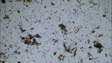 Nematodes & Fungi: Johnson Su Bioreactor - Station 1