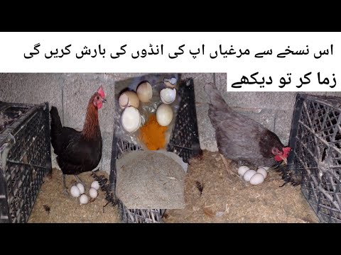 Murgiyon Ke Ande Ke Liye Desi Dawai🐓 - YouTube