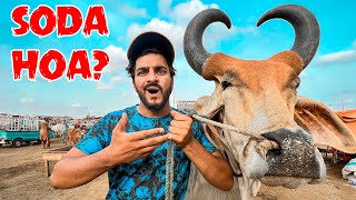 Mandi me Khuwar Hogae | Cow Mandi Vlog | Bakra Eid Special
