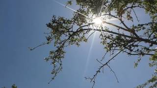 SUNLIGHT DANCING THROUGH THE LEAVES 💕 💕 ☆.¸¸ . ...✶*¨*. ♫♫ .✫*¨*.¸¸.✶♥.*¸¸.•♫*•.¸..☆
