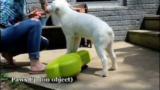 Calamity (deaf): Novice Trick Dog Title Submission by Keller's Cause 573 views 6 years ago 2 minutes, 51 seconds