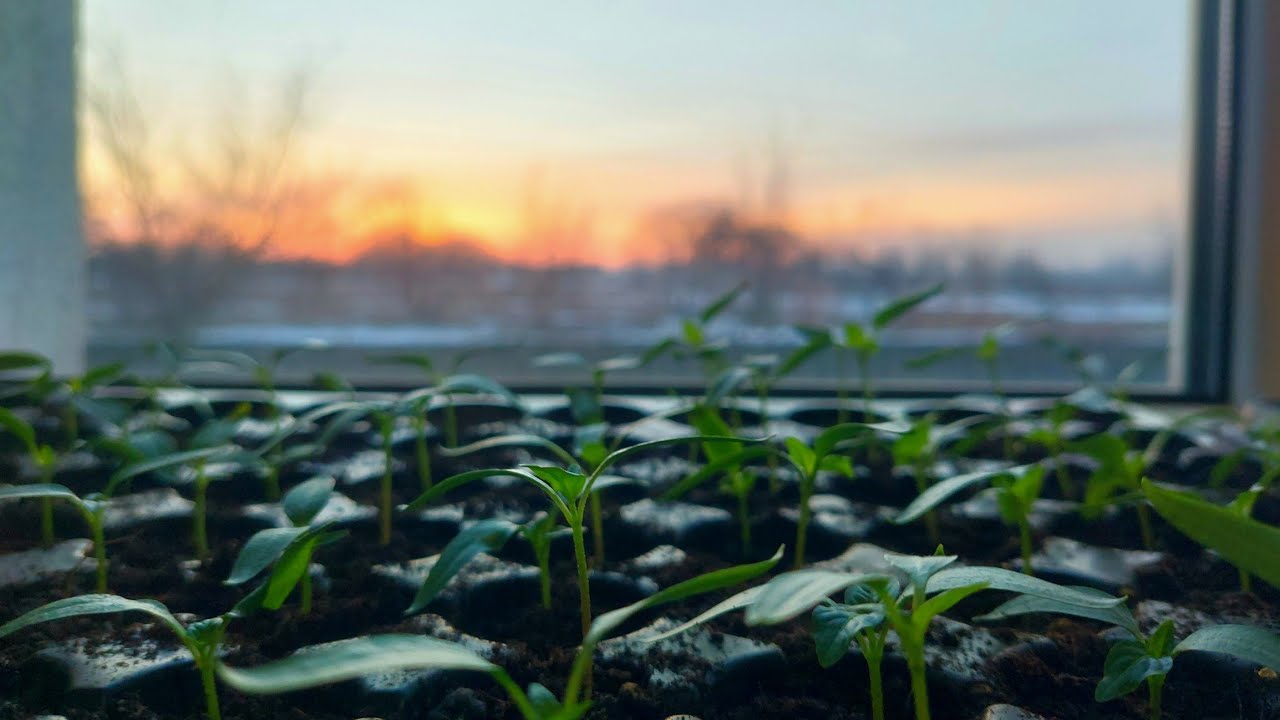 100% схожість насіння перцю: перевірений спосіб пророщування.