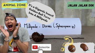 A Huge Insect Found In Borneo The Giant Pill Millipede Of Borneo Sphaeropoeus Sp