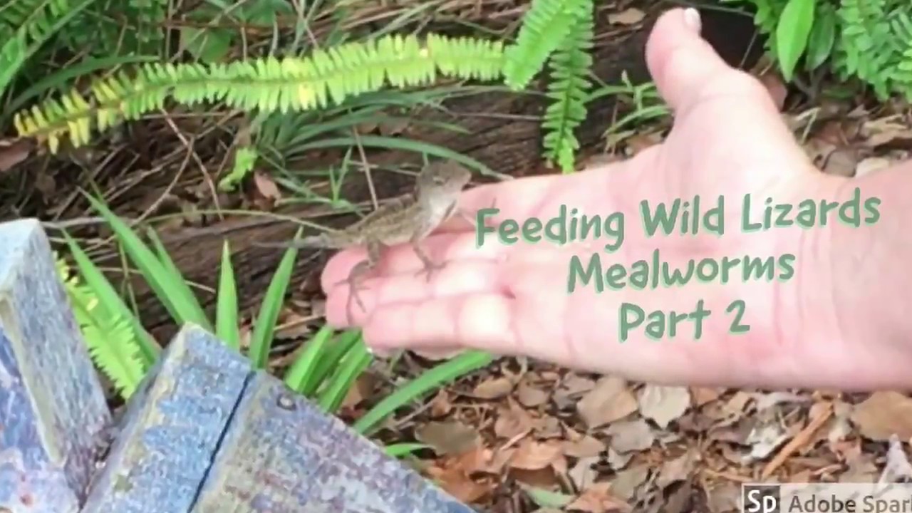 Feeding Wild Lizards Mealworms Part 2 YouTube
