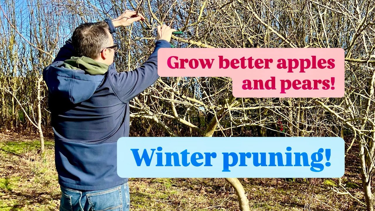 How to Prune Apple and Pear Trees in Winter - YouTube