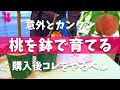 【ホームセンターで揃う】桃の苗を購入後に鉢植えする方法を農家が実演解説