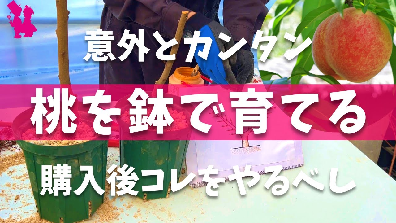 【ホームセンターで揃う】桃の苗を購入後に鉢植えする方法を農家が実演解説