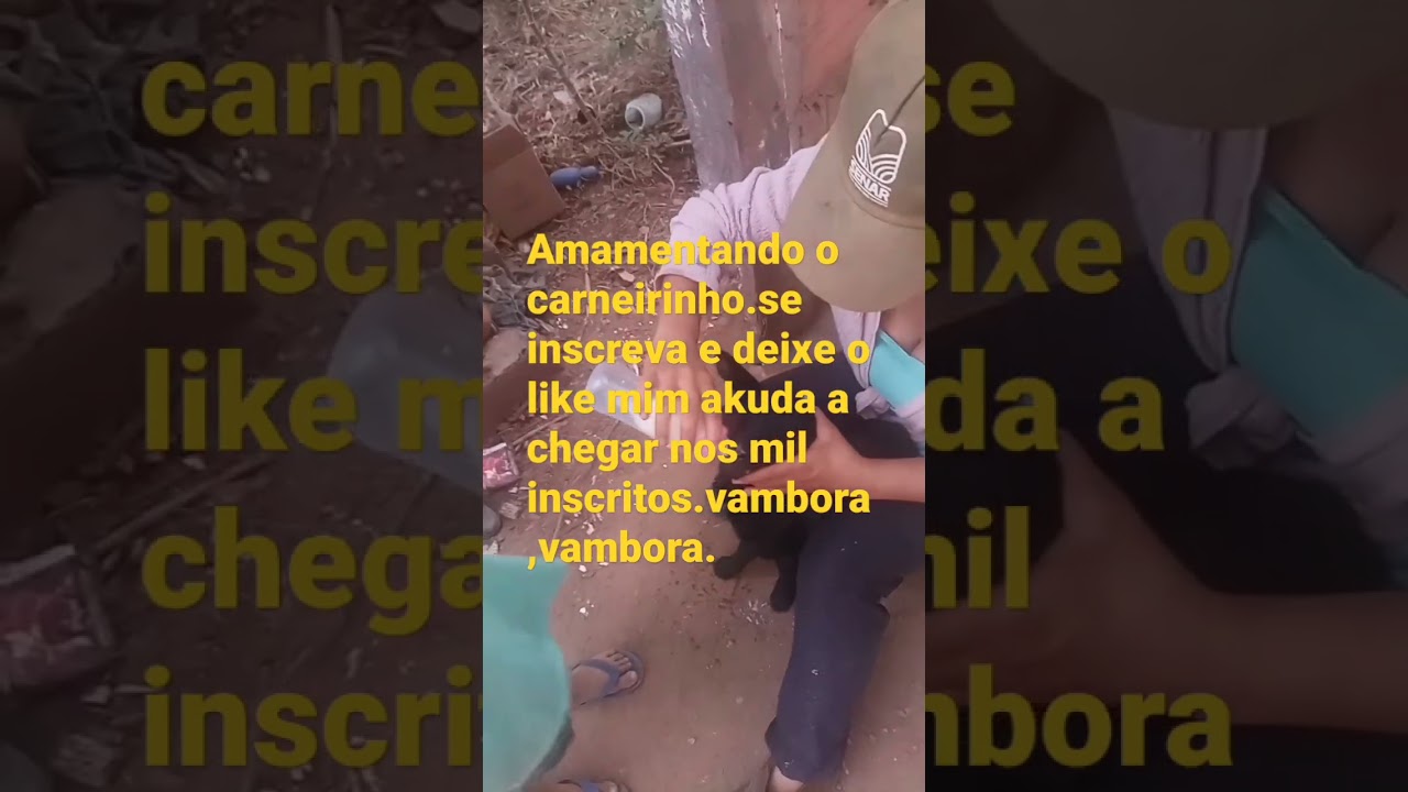 carneiro,amamentando,filhote,cordeirinho,borrego,viral YouTube