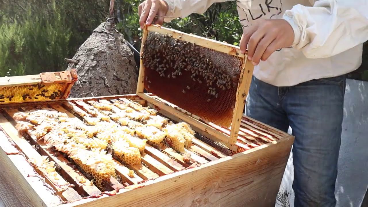 Tabut (Yatay) Arı Kovanında Güzel Bir Bal Sağımı Yaptık