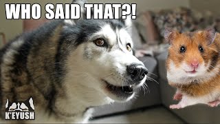 Husky Has Argument With Hamster That TALKS Back!