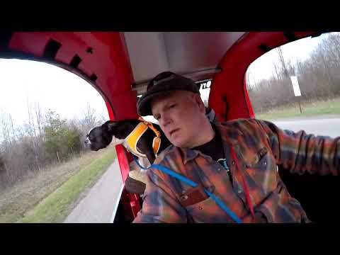 ELF E Bike Ride With Two Dogs