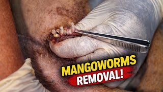 I’ve Never Seen Mangoworms This Bad… 😳 9-Minute Removal & Treatment with Client Education