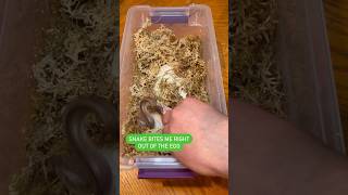 Baby Snake Bites Me #ballpython #snake #animals #pets #reptiles #wildlife #shorts #fyp #viral
