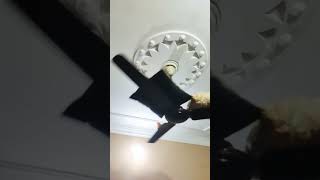 Crazy Ceiling Fan What Happened