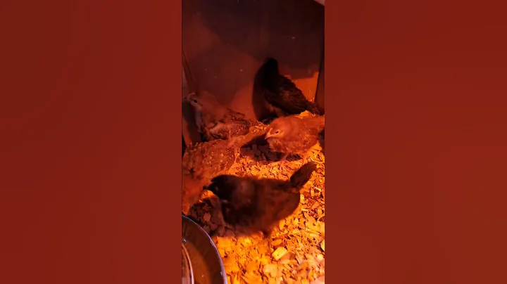 Jax and the chickie babies