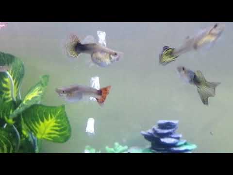 فيديو: كيفية معرفة الفرق بين ذكور وإناث أسماك الجوبي