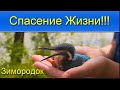 Берегите  Любите Природу Зимородок Спасение птенца Take care Love Nature Kingfisher Rescue chick