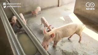 Assam: african swine flu spreads in 10 districts, over 14,000 pigs
dead