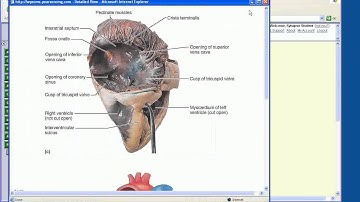 Chapter 18 Heart Part 1