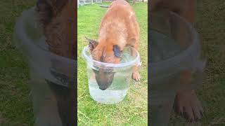 Belgian malinois dive training #smartdogs