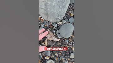 I can’t believe I spotted these teeny-weeny fossils! 🤔 #fossil#crinoid#beachfinds