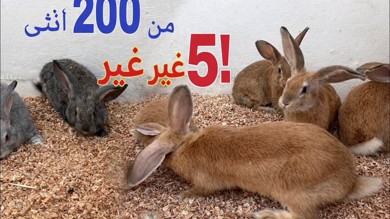 فضل البادية  : كان عندو 200 أنثى… اليوم بقاو  غير 5!  اشنو وقع؟علاش...