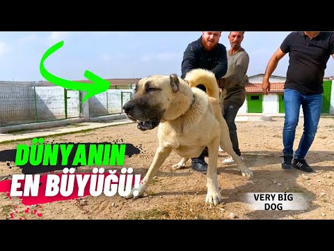 Dünyanın En Büyük Çoban Köpekleriyle Tanışın 2 METRE - Danua Yanında Halt Etmiş!