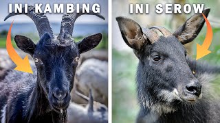Why is the Sumatran Jungle Goat Not a Goat?