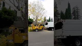 When trees start growing a bit too close to power, lines it’s time to call in the professionals. 🌲✨