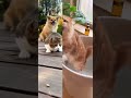 もう無理…可愛すぎる猫たちが大集合すぎてキュン死注意🐾 #猫shorts #funnyanimals #cutecats