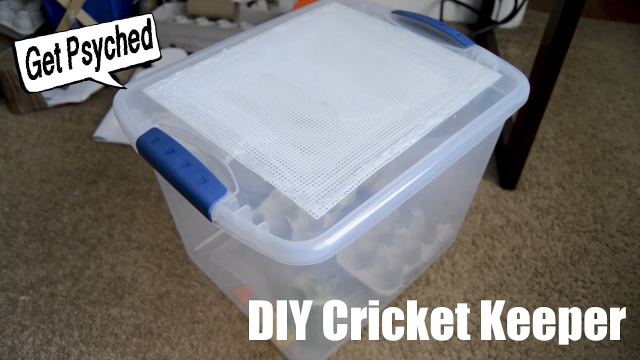 DIY Cricket Keeper (and other tips) 