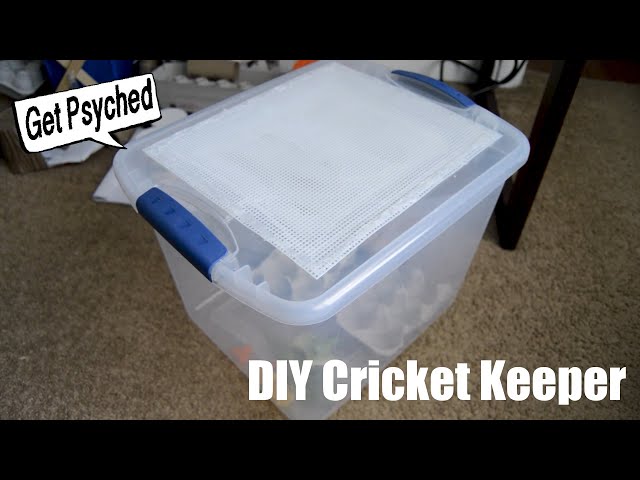 DIY cricket keeper. #cricketkeeper #asmrtiktoks #crickets