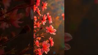 When sky fall on the pink light 🍁🍂