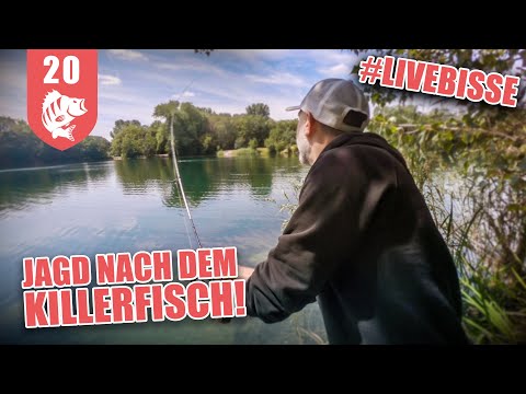 Video: Wird Forellenbarsch Sonnenbarsche fressen?