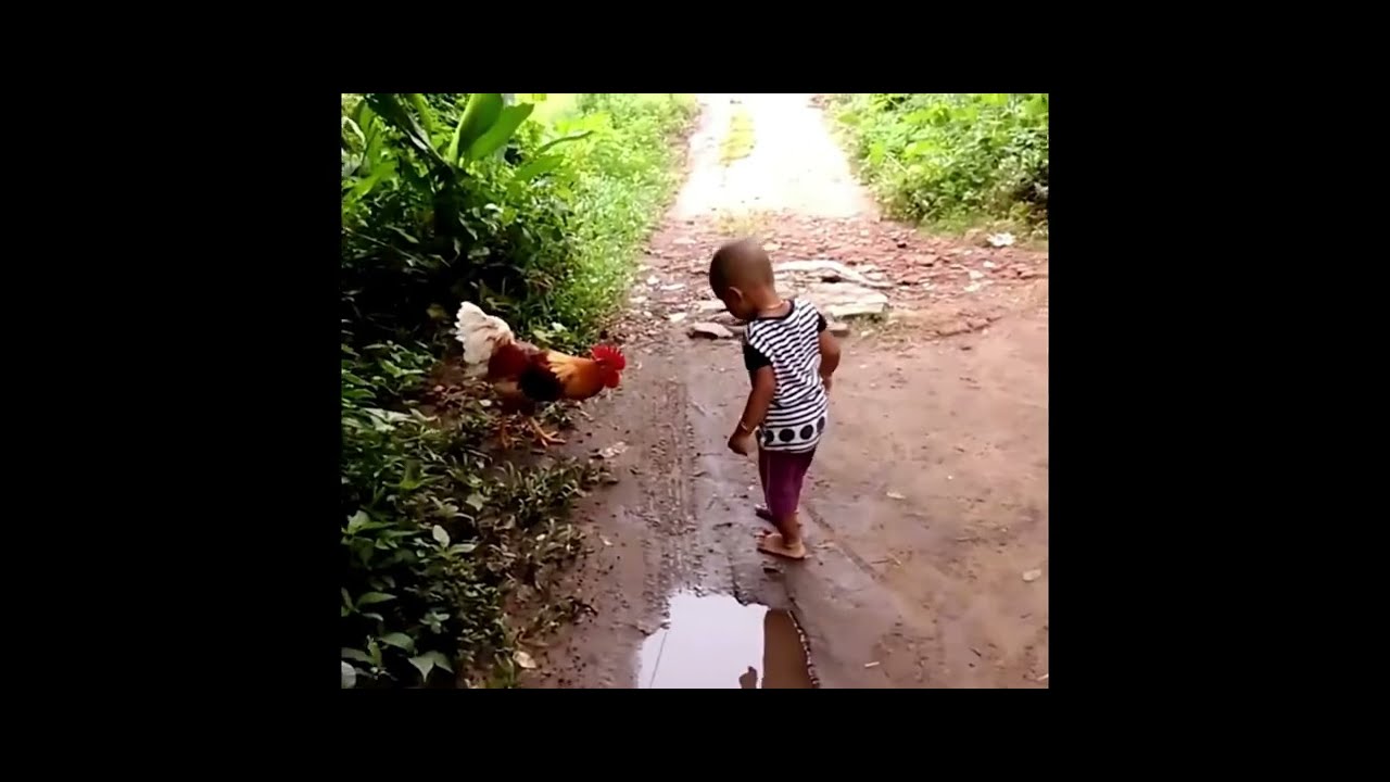 Funny Moments Chickens Run After Children When They Startle Them pets pet baby YouTube