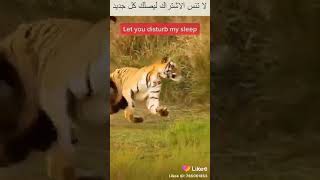افتراس بلا رحمة :  النمر  والطاووس -  merciless hunting : Hungry tiger hunts peacock