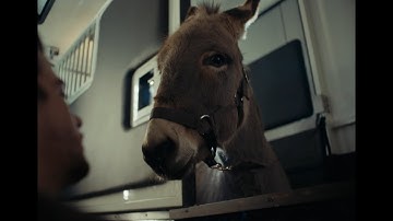 映画『EO イーオー』予告編