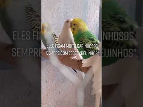Vídeo: Onde os periquitos amarelos fazem ninho?