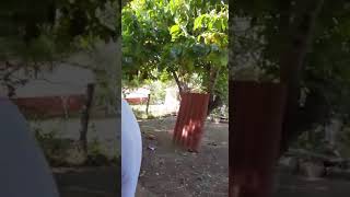 Rancho La Juana María Michoacán mi compa el mudito jugando dominó