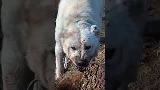 4 Fearless Dog Breeds That Dont Panicthey Calculate